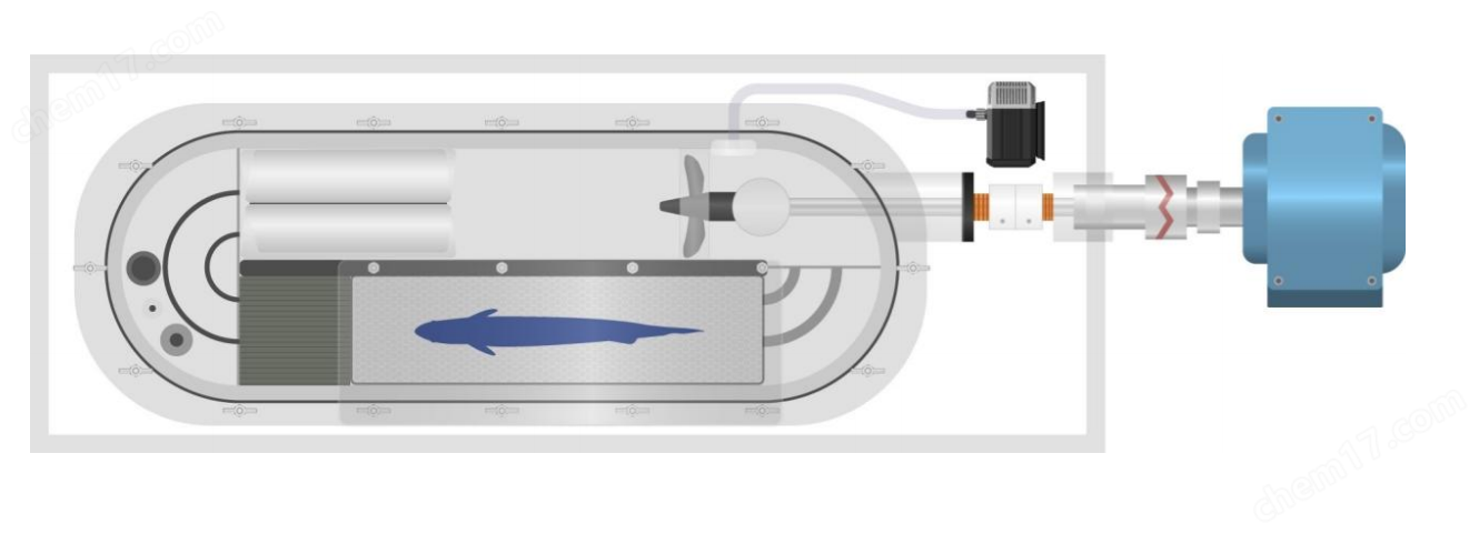 泳道呼吸仪图片.jpg Loligo鱼类游泳行为能力呼吸代谢系统