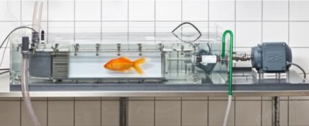 侧视图.jpg Loligo鱼类游泳行为能力呼吸代谢系统