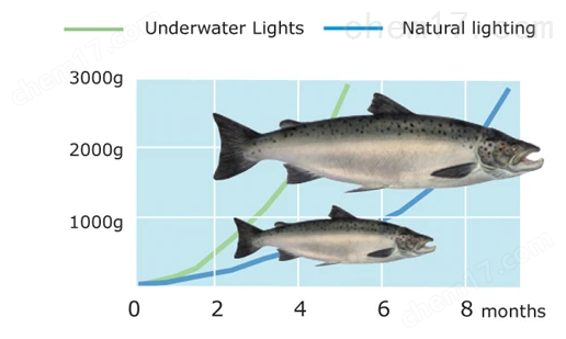 水产养殖LED光源
