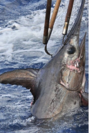 诱鱼灯彩页图.jpg Fishtek Marine剑鱼捕捞LED诱饵灯